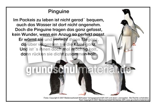 Pinguin.pdf